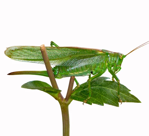 Makro Einer Isolierten Grünen Heuschrecke — Stockfoto