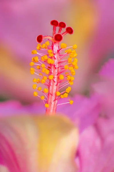 Macro Hibiscus Rose Fleur Son Pistil — Photo