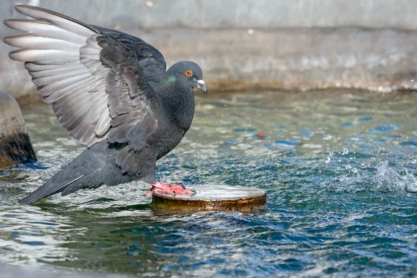 Taube Mit Offenen Flügeln Einem Brunnen — Stockfoto