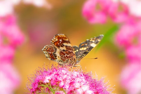 Butterlay 在粉红色的花朵上的地图的宏观 — 图库照片