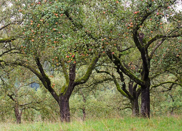 Landschap Met Een Apple Boom Plantage Met Rode Rijpe Appels — Stockfoto