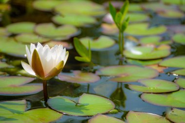 Beyaz Nilüfer çiçeği gölet