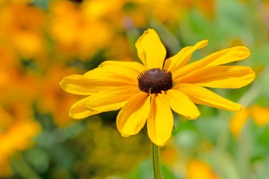 Flowerbed sarı Ekinezya çiçekler - seçici odak ile