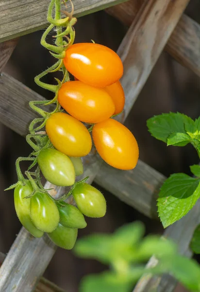 Branch Orange Green Tomatoes — Stock Photo, Image