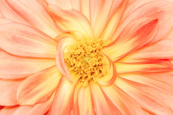 Dahlia Çiçeği Bir Abstact Doğal Çiçek Artalanla Makrosu — Stok fotoğraf