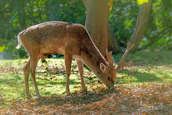 Male Brown Fallow Deer Browsing Forest — Stock Photo, Image