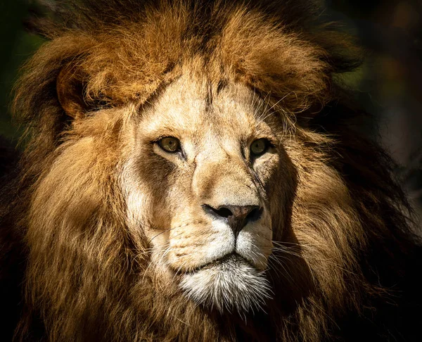 Portret Van Een Wild Gevaarlijke Mannelijke Leeuw — Stockfoto