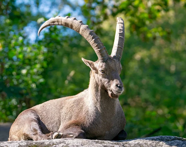 Capricorn Big Horns Lying Rock — Stock Photo, Image