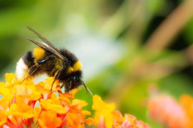 Makro, bir Kuzey ak kuyruklu yaban arısı (Bombus magnus) lantana çiçek