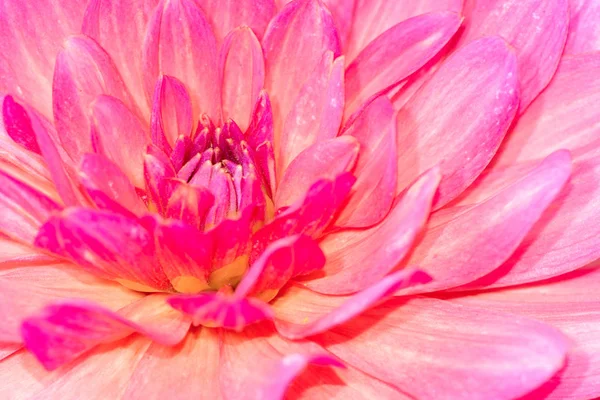 Makro Tła Naturalnego Kwiat Absolwent Kwiat Dalia — Zdjęcie stockowe