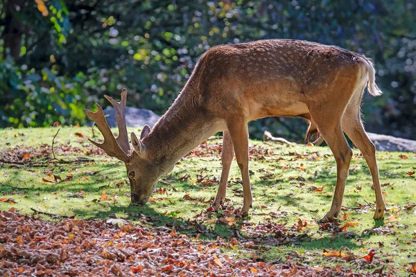 Male Brown Fallow Deer Browsing Forest — Stock Photo, Image