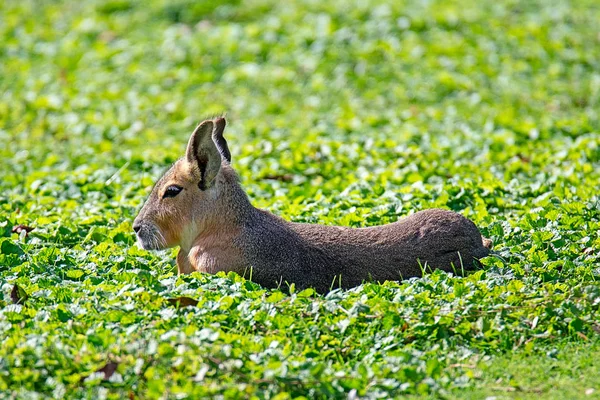 Brown Capybara Lying Grass — Stock Photo, Image