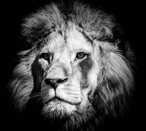 Portrait Lion Mâle Sauvage Dangereux — Photo