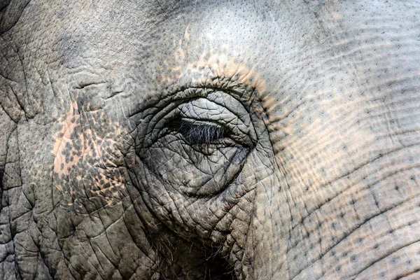 Close Van Het Oog Grijze Huid Van Een Olifant — Stockfoto