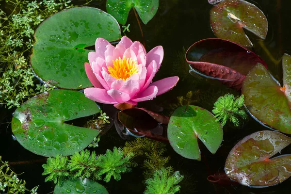 Seerose Und Andere Wasserpflanzen Wie Wassermelone Und Seesterne Teich — Stockfoto