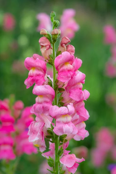 Närbild Gul Dragon Blomma Trädgården — Stockfoto