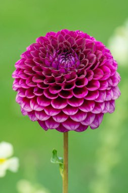 Dahnlia çiçek çiçek bahçesinde closeup