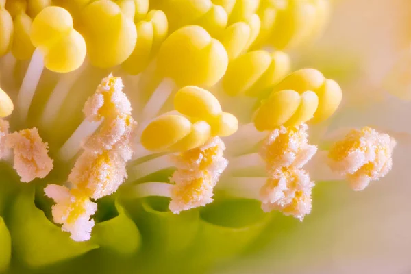 Zaměření Skládané Makro Vánoční Růže Květ Květ — Stock fotografie