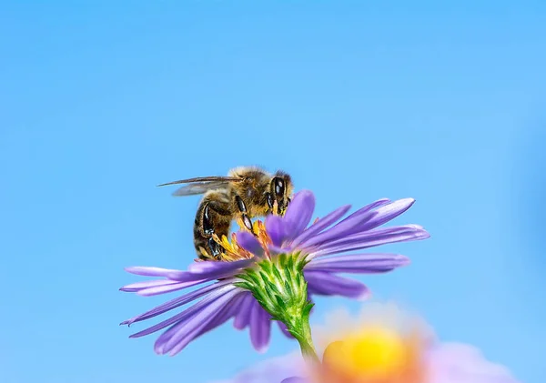 Honeybee Collecting Nectar Purple Aster Flower — Stock Photo, Image