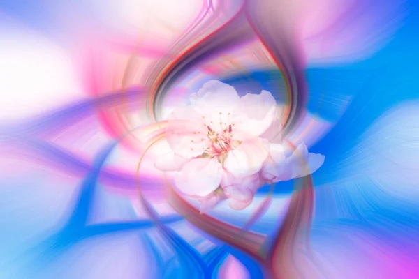 Colorido Abstrato Twirl Efeito Fundo Com Flor — Fotografia de Stock