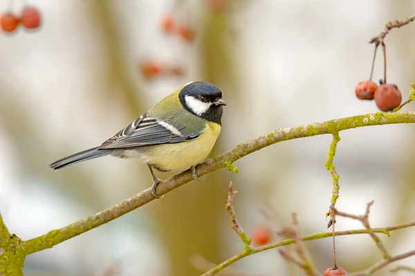 Wielki Ptak Sikora Parus Major Siedzi Gałęzi Drzewa — Zdjęcie stockowe