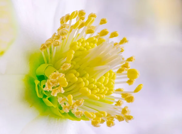 Focus Macro Empilée Une Fleur Rose Noël — Photo