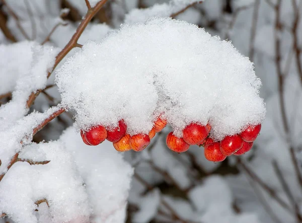 Mele Mature Congelate Ricoperte Neve Focus Selettivo — Foto Stock