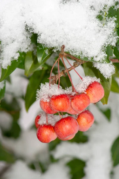 Frysta Mogna Äpplen Täckta Med Snö Selektiv Fokus — Stockfoto