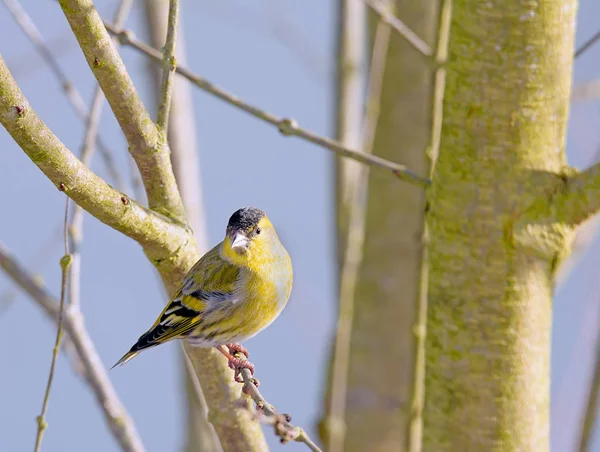 Masculino Cabeça Preta Goldfinch Sentado Galho — Fotografia de Stock