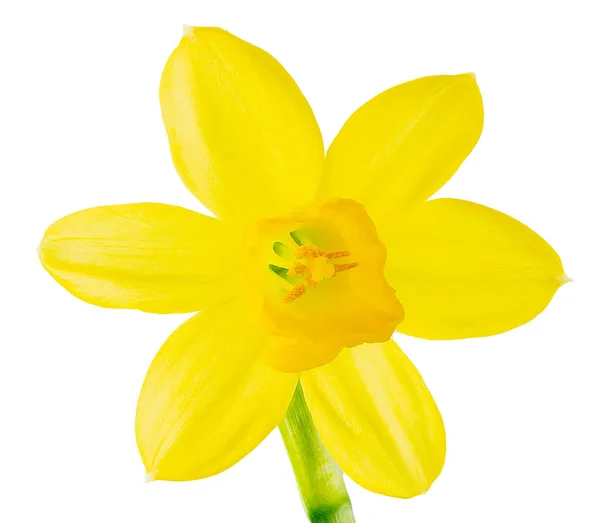 Macro Uma Flor Isolada Narciso Amarelo — Fotografia de Stock