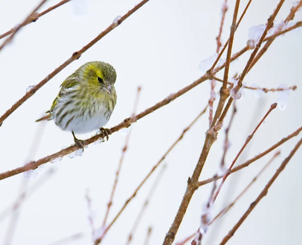 Femmina Eurasiatico Siskin Uccello Seduta Ramo Neve Coperto Albero — Foto Stock