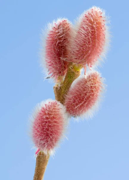 Tak van een tak rode salix — Stockfoto