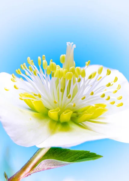 Makro av en rosenblomst på julaften – stockfoto