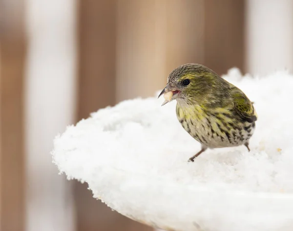 Hembra eurasiática siskin bird en el invierno —  Fotos de Stock