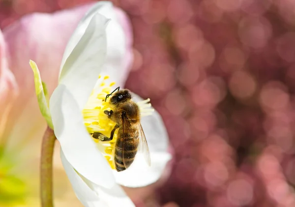 Včela opyluje květy Vánoční růže květ — Stock fotografie