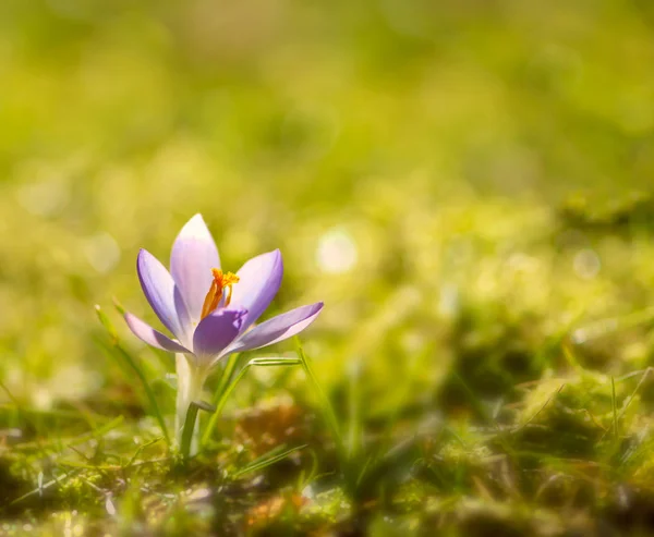 Purple crocus flower in spring — Stock Photo, Image