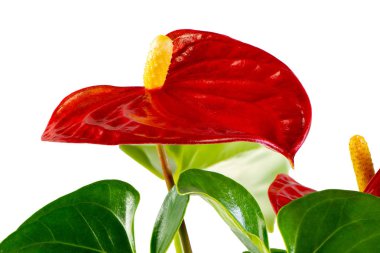 İzole edilmiş kırmızı anthurium çiçeği