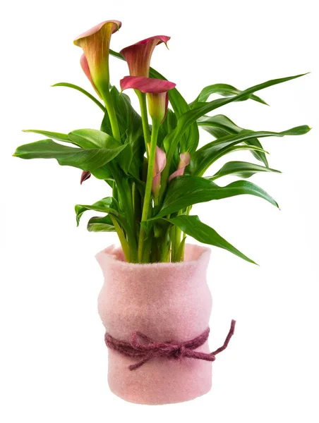Isolerade aurum Lilja blomma närvarande — Stockfoto