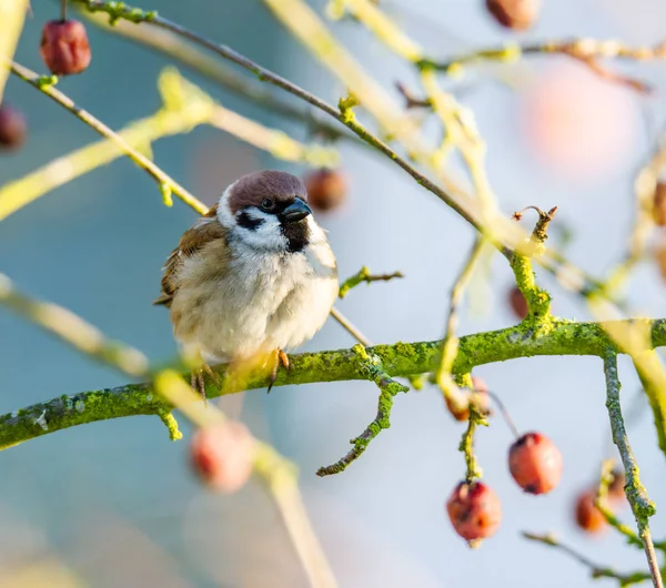 Tree sparrow sitting in an apple tree — Stock Photo, Image