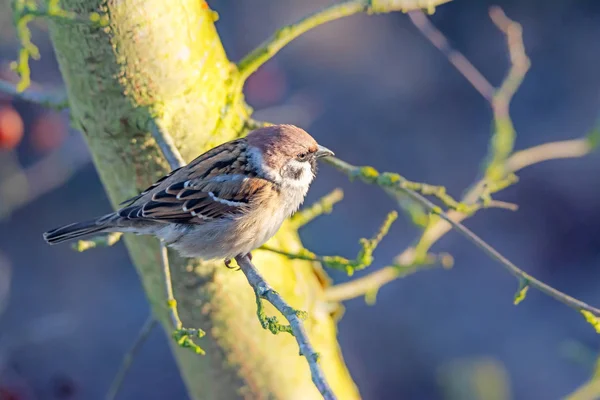 Eurasian tree sparrow sitting on the twig of a tree — Stock Photo, Image