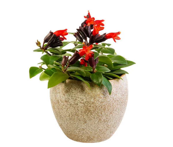Pianta isolata di rossetto rosso in vaso — Foto Stock