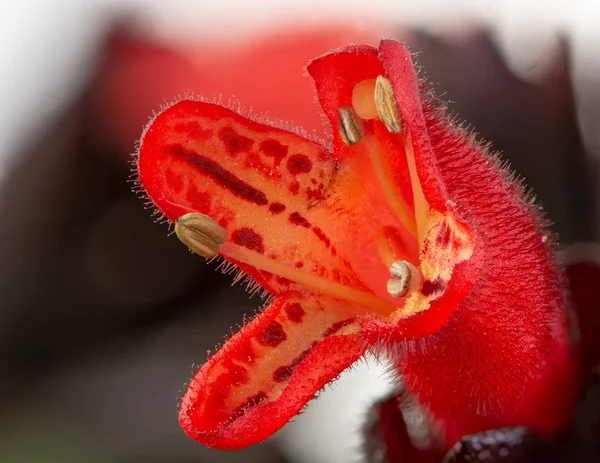 Blüte einer roten Lippenstiftpflanze — Stockfoto