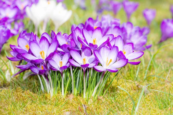 Μοβ λουλούδια κρόκους την άνοιξη — Φωτογραφία Αρχείου