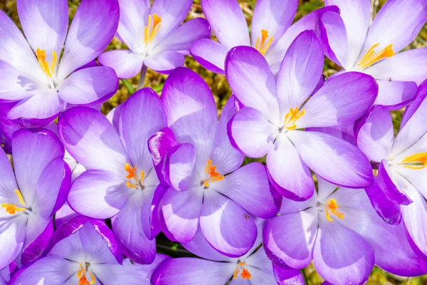 Roxo flores de croco na primavera — Fotografia de Stock