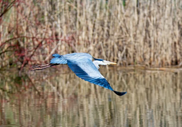 飛ぶアオサギ鳥 — ストック写真