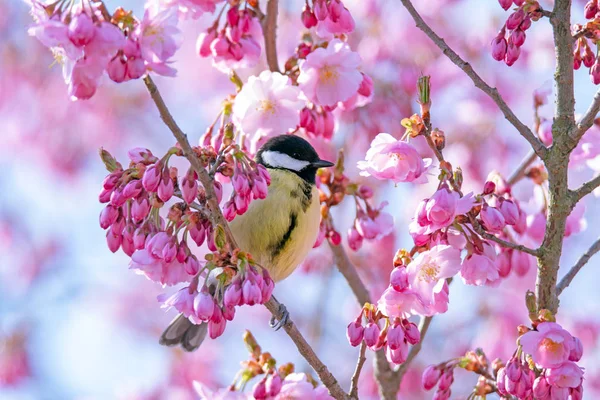 Great tit bird in a pink flowering cherry tree — Stock Photo, Image
