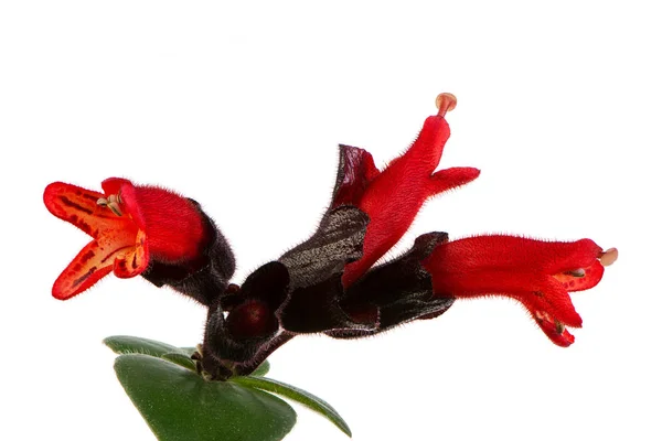 Floraison isolée d'une plante rouge à lèvres — Photo