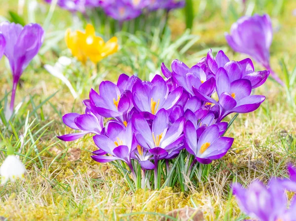 Фиолетовый крокус весной — стоковое фото