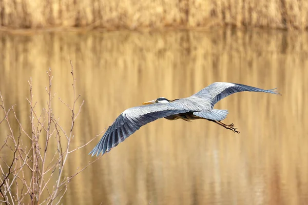 Flying grey heron bird — Stock Photo, Image
