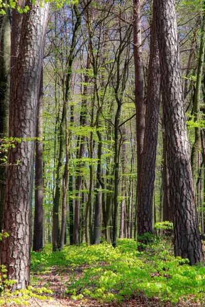 Floresta de faia durante a primavera — Fotografia de Stock